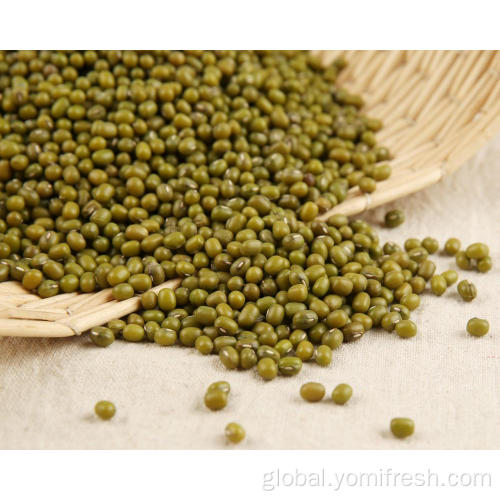Organic Mung Bean Green Bean Diet Supplier